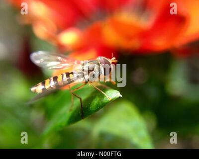 UK Wetter Schwebfliegen in Leeds - A warmen, sonnigen Tag hatten Schwebfliegen in Hülle und Fülle im Golden Acre Park in Leeds, West Yorkshire. Aufgenommen am 13. Juli 2017 in Leeds. Stockfoto