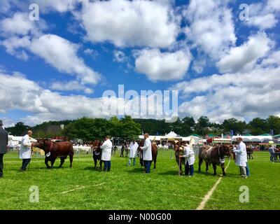 Royal Welsh Show, Builth Wells, Wales - Eröffnungstag auf der Royal Welsh Show. Rinder warten unter blauem Himmel zu beurteilen. Stockfoto