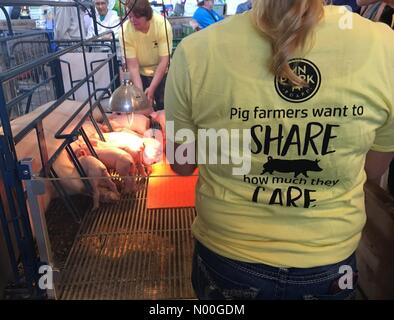 Minnesota, USA. 24 Aug, 2017. Eine Frau mit einem T-Shirt mit der Aufschrift "schweinezüchter freigeben möchten, wie viel Sie care" vor, die neben einem Schwein und Ferkel in einer Schwangerschaft Kiste an der Minnesota State Fair am Eröffnungstag. Credit: Gina Easley/StockimoNews/Alamy leben Nachrichten Stockfoto