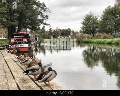 Wetter in Großbritannien: Bewölkt in Godalming. Woolsack Way, Godalming. Oktober 2017. Milde und bewölkte Bedingungen über den Home Counties heute. Der Fluss Wey Navigations in Godalming in Surrey. Quelle: Jamesjagger/StockimoNews/Alamy Live News Stockfoto