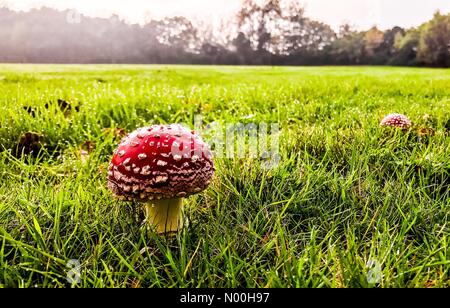 Newcastle upon Tyne, Großbritannien. 16 Okt, 2017. fliegenpilze an einem Herbsttag in gibside uk Credit: messymind/stockimonews/alamy leben Nachrichten Stockfoto