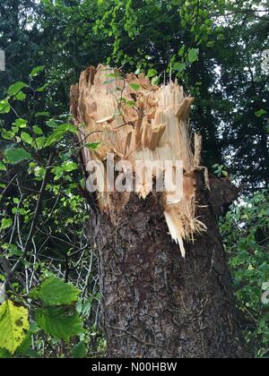 Uk Wetter - Sturm Brian herefordshire - titley herefordshire Samstag, 21. Oktober 2017 starke Winde brachte eine hohe Lärche Baum in ländlichen Westen Herefordshire. Die 70 ft Baum 6 Füße von seinem Sockel eingerastet Stockfoto