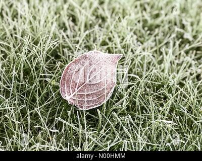 Godalming, Großbritannien. November 2017. UK Wetter: Frostig in Godalming. Platane Av, Godalming. November 2017. Der klare Himmel führte zu nächtlichen Temperaturen, die unter den Gefrierpunkt fielen. Ein frostiger Start in den Tag in Godalming, Surrey. Kredit: Jamesjagger/StockimoNews/Alamy Live Nachrichten Stockfoto