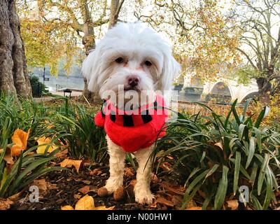 Wetter in Großbritannien, 17. November 2017 einem frostigen Morgen im Richmond Upon Thames. Credit: Lisa Werner/Stockimo News/Alamy Stockfoto