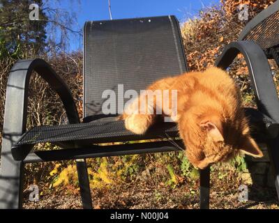 Die Ingwerkatze schläft in der Wintersonne im ländlichen Herefordshire November 2017 Stockfoto