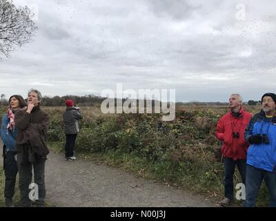 Uk Wetter: 04 Dez 2017 Stumpf & bewölkt Ende der Tag im Avalon Sümpfen, Somerset, uk. twitchers sammeln Die starling murmuration als über eine Million Vögel zu beobachten, in den Betten zu schlafen. Stockfoto