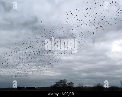 Uk Wetter: 04 Dez 2017. starling murmuration an ham Wand gesehen, Avalon Sümpfen, Somerset, als über eine Million Vögel kommen in den Schilfgürtel an einem bewölkten Abend Roost. Stockfoto