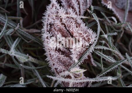 London, Großbritannien. 09 Dez, 2017. Frost auf einem Blatt auf Wimbledon Common bei Sonnenaufgang, wenn die Temperaturen unter Null fallen. Credit: Katie Collins/StockimoNews/Alamy leben Nachrichten Stockfoto