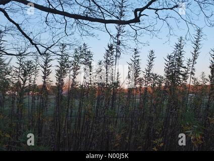 London, Großbritannien. 09 Dez, 2017. Eine allgemeine Ansicht von Sträuchern in kaltem Wetter bei Sonnenaufgang auf Wimbledon Common, da die Temperaturen unter Null fallen. Credit: Katie Collins/StockimoNews/Alamy leben Nachrichten Stockfoto