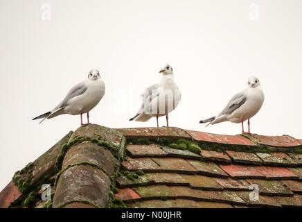 UK Wetter: bewölkt in Godalming. Woolsack Weg, Godalming. 31. Dezember 2017. Bewölktem Himmel mit schweren Duschen auf der Startseite Grafschaften heute. Möwen 40 Meilen landeinwärts in Godalming, Surrey. Credit: jamesjagger/StockimoNews/Alamy leben Nachrichten Stockfoto