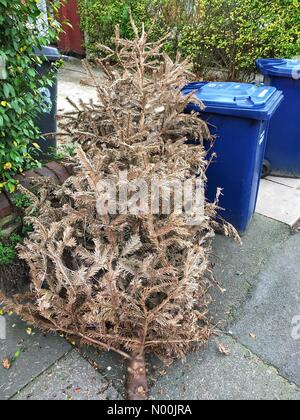 London, Großbritannien. 8. Januar, 2018. Eine verlassene Weihnachtsbaum in der Straße 2 Tage nach Erscheinung des Herrn, 8. Januar 2018 in Muswell Hill, London, England: Louisa Cook/StockimoNews/Alamy Live News Credit: Louisa Cook/StockimoNews/Alamy leben Nachrichten Stockfoto