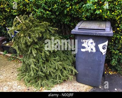 London, Großbritannien. 9. Januar, 2018. Eine weggeworfene Weihnachten treeoutside ein Haus in East Finchley, London 3 Tage nach Erscheinung des Herrn am 9. Januar 2018 Kredite: Louisa Cook/StockimoNews/Alamy Live News Credit: Louisa Cook/StockimoNews/Alamy leben Nachrichten Stockfoto