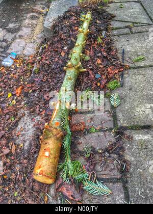 London, Großbritannien. 13. Januar, 2018. Eine weggeworfene Weihnachtsbaum außerhalb eines Hauses in Muswell Hill in London 7 Tage nach Erscheinung des am 13. Januar 2018 Credit: Louisa Cook/StockimoNews/Alamy leben Nachrichten Stockfoto