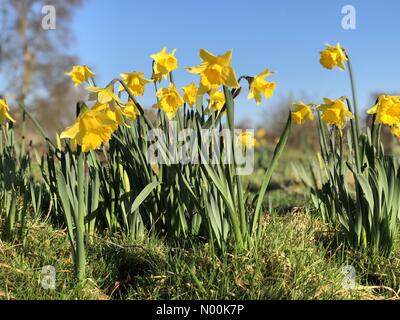 Godalming, Großbritannien. 04 Feb, 2018. UK Wetter: Sonnig aber kalt in Godalming. Marsh Farm, Godalming. 04. Februar 2018. Ein bitter kalt Start in den Tag über den Home Counties. Narzissen in Marsh Farm in Godalming Surrey wächst. Credit: jamesjagger/StockimoNews/Alamy leben Nachrichten Stockfoto