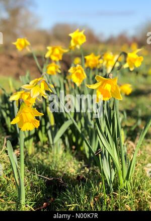 Godalming, Großbritannien. 04 Feb, 2018. UK Wetter: Sonnig aber kalt in Godalming. Marsh Farm, Godalming. 04. Februar 2018. Ein bitter kalt Start in den Tag über den Home Counties. Narzissen in Marsh Farm in Godalming Surrey wächst. Credit: jamesjagger/StockimoNews/Alamy leben Nachrichten Stockfoto