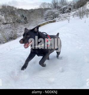 Chester Le Street, UK. 27 Feb, 2018. Chocolate Labrador im Schnee spielen als das Tier aus dem Osten landet in Chester-Le-Street, County Durham am 27 Februar, 2018 Credit: Stuart renneberg/StockimoNews/Alamy leben Nachrichten Stockfoto