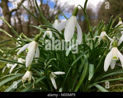 UK Wettervorhersage - 19 März 2018 - Birstall, Yorkshire. Da die Wochenenden Schnee schmilzt der schöne Frühling Blumen an Oakwell Hall im Birstall, Yorkshire zeigen Ihre blüht wieder auf. Stockfoto