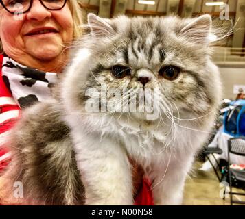 Waukesha, WI USA, 7. April 2018, mehrere Katzen im Waukesha Co.Expo Center für die Katzen von Wisconsin CFA-show DianaJ/StockimoNews/Alamy Credit: Diana J./StockimoNews/Alamy leben Nachrichten Stockfoto