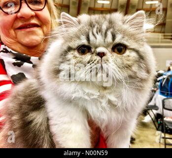 Waukesha, WI USA, 7. April 2018, mehrere Katzen im Waukesha Co.Expo Center für die Katzen von Wisconsin CFA zeigen, DianaJ/StockimoNews/Alamy Credit: Diana J./StockimoNews/Alamy leben Nachrichten Stockfoto