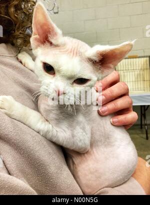 Waukesha, WI USA, 7. April 2018, mehrere Katzen im Waukesha Co.Expo Center für die Katzen von Wisconsin CFA zeigen, DianaJ/StockimoNews/Alamy Credit: Diana J./StockimoNews/Alamy leben Nachrichten Stockfoto