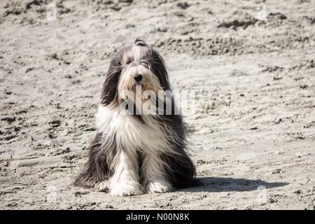 UK Wetter: Sonnig bei Wittering. West, Strand West Wittering. 14. April 2018. Strahlender Sonnenschein entlang der Südküste heute. Die Menschen genießen den Strand an der West Wittering, West Sussex. Credit: jamesjagger/StockimoNews/Alamy leben Nachrichten Stockfoto