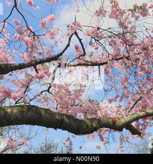 London, Großbritannien. 14 Apr, 2018. Eine Kirsche Blüte Baum auf Wimbledon Common am Samstag, 14. April, wie London genießt eine warme Frühling nach einem feuchten und nassen Ostern. Credit: Katie Collins/StockimoNews/Alamy leben Nachrichten Stockfoto