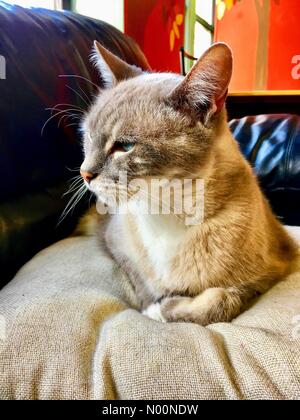 Cat Cafe kämpft, um zu überleben, Madison, WI USA, 20. April 2018, mit der Monroe Street Bau verletzen Business, Cat Cafe Mad Drängen der Öffentlichkeit die Katze Oase am Leben zu halten, DianaJ/StockimoNews/Alamy Stockfoto