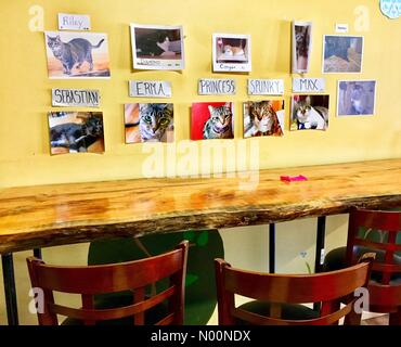 Cat Cafe kämpft, um zu überleben, Madison, WI USA, 20. April 2018, mit der Monroe Street Bau verletzen Business, Cat Cafe Mad Drängen der Öffentlichkeit die Katze Oase am Leben zu halten, DianaJ/StockimoNews/Alamy Stockfoto