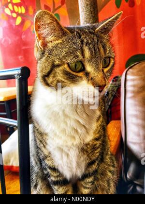 Cat Cafe kämpft, um zu überleben, Madison, WI USA, 20. April 2018, mit der Monroe Street Bau verletzen Business, Cat Cafe Mad Drängen der Öffentlichkeit die Katze Oase am Leben zu halten, DianaJ/StockimoNews/Alamy Stockfoto