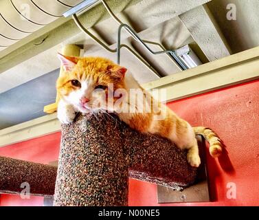 Cat Cafe kämpft, um zu überleben, Madison, WI USA, 20. April 2018, mit der Monroe Street Bau verletzen Business, Cat Cafe Mad Drängen der Öffentlichkeit die Katze Oase am Leben zu halten, DianaJ/StockimoNews/Alamy Stockfoto