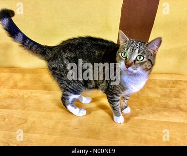 Cat Cafe kämpft, um zu überleben, Madison, WI USA, 20. April 2018, mit der Monroe Street Bau verletzen Business, Cat Cafe Mad Drängen der Öffentlichkeit die Katze Oase am Leben zu halten, DianaJ/StockimoNews/Alamy Stockfoto