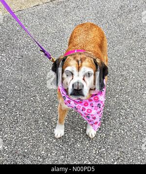 Pet-Palooza Greendale, 12. Mai 2018, Greendale, WI, USA, Pet-Palooza bringt Menschen und Tiere zusammen, und die Kinder erhalten die örtliche Feuerwehr Lkw zu erkunden, DianaJ/StockimoNews/Alamy Credit: Diana J./StockimoNews/Alamy leben Nachrichten Stockfoto