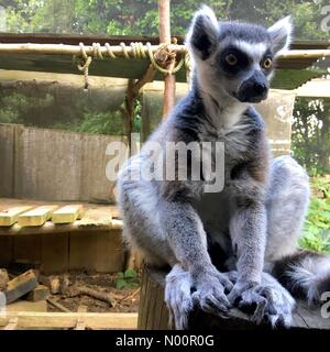 London, Großbritannien. 2. Juni 2018. Lemur in London Zoo Credit: Geheimnis. Reisenden/StockimoNews/Alamy leben Nachrichten Stockfoto