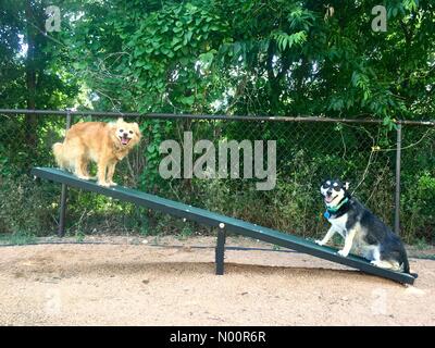 Austin, USA. 12. Juni 2018. Beste Freunde Jazz, eine 8 Jahre alte Chihuahua Mix und River, einem 2 Jahre alten Husky mix, genießen einen heißen Nachmittag an einem Hund Park in Austin, TX. Quelle: Glenn Ruthven/StockimoNews/Alamy leben Nachrichten Stockfoto