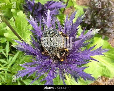 UK Wetter Leeds, Yorkshire Juni 2018 21. Ein sonniger Nachmittag im Golden Acre Park in Leeds beschäftigt die Insekten bestäubt. Diese Bienen waren damit beschäftigt, sammelt Pollen aus einem Meer holly Blume. Stockfoto