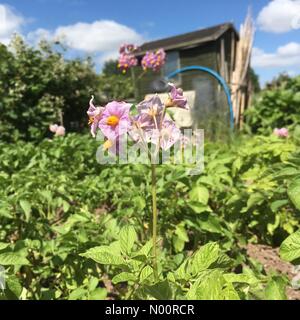 Kartoffel Pflanzen in Blüte in warmen Juni Sonnenschein auf eine Zuteilung in Großbritannien Stockfoto