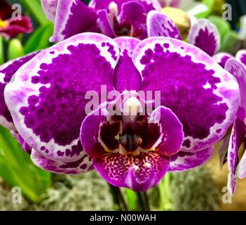 West Allis, Wisconsin, USA, 3. Aug 2018. Wisconsin State Fair, 3. August 2018, 02241, USA, Wisconsin State Fair Park ist in vollem Gange am 2. Tag der 2018 Messe, DianaJ/StockimoNews/Alamy Credit: Diana J./StockimoNews/Alamy leben Nachrichten Stockfoto