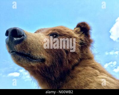 West Allis, Wisconsin, USA, 3. Aug 2018. Wisconsin State Fair, 3. August 2018, 02241, USA, Wisconsin State Fair Park ist in vollem Gange am 2. Tag der 2018 Messe, DianaJ/StockimoNews/Alamy Credit: Diana J./StockimoNews/Alamy leben Nachrichten Stockfoto