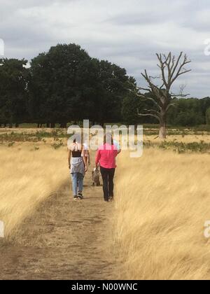 Hampton Wick, Kingston upon Thames, Großbritannien. 11 Aug, 2018. UK Wetter: Familie Wandern in Bushy Park London in der Nähe von Hampton Court - sehr trockenen Bedingungen aufgrund der jüngsten Hitzewelle Credit: PennPix/Matt Pennington/StockimoNews/Alamy leben Nachrichten Stockfoto