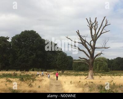 Hampton Wick, Kingston upon Thames, Großbritannien. 11 Aug, 2018. UK Wetter: Familie in Bushy Park London Walk-trockenen Bedingungen folgende Hitzewelle Credit: PennPix/Matt Pennington/StockimoNews/Alamy leben Nachrichten Stockfoto