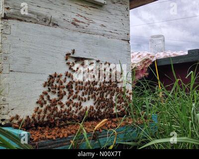 China Grove, USA. 14. September 2018. Honigbienen Cluster an der Biene, in Erwartung von Florenz Ankunft in China Grove, NC-farm um 6:00 pm, September 14, 2018 Credit: Naveed/StockimoNews/Alamy leben Nachrichten Stockfoto