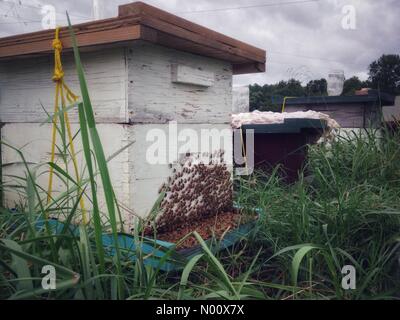 China Grove, USA. 14. September 2018. Honeybee Statisten sind in Erwartung der Ankunft des tropischen Sturms Florenz auf einem Bauernhof in China Grove, North Carolina bei 6 gesichert: 00, September 14, 2018 Credit: Naveed/StockimoNews/Alamy leben Nachrichten Stockfoto