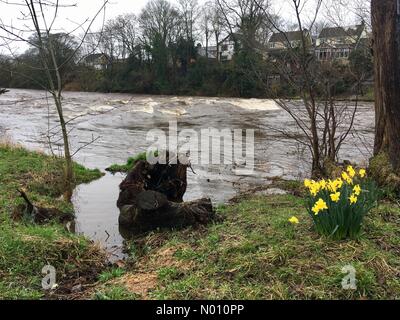 Ilkley, Yorkshire, Großbritannien, 12. März 2019 - Mit Storm Gareth aufgrund später heute nacht Niederschlag hat bereits die River Wharfe in Skipton vollständig bedeckt den Weg der Trittsteine angeschwollen. Credit: Victoria Gardner/StockimoNews/Alamy leben Nachrichten Stockfoto