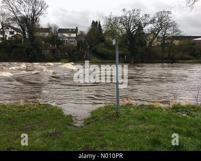 Ilkley, Yorkshire, Großbritannien, 12. März 2019 - Mit Storm Gareth aufgrund später heute nacht Niederschlag hat bereits die River Wharfe in Skipton vollständig bedeckt den Weg der Trittsteine angeschwollen. Credit: Victoria Gardner/StockimoNews/Alamy leben Nachrichten Stockfoto