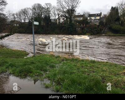 Ilkley, Yorkshire, Großbritannien, 12. März 2019 - Mit Storm Gareth aufgrund später heute nacht Niederschlag hat bereits die River Wharfe in Skipton vollständig bedeckt den Weg der Trittsteine angeschwollen. Credit: Victoria Gardner/StockimoNews/Alamy leben Nachrichten Stockfoto