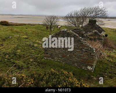 Ardara, County Donegal, Irland. 21. März, 2019. Pferde grasen in einem Feld durch eine zerstörte Cottage in Ardara, County Donegal, IrelandCredit: Richard Wayman/StockimoNews/Alamy leben Nachrichten Stockfoto