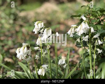 Godalming, Surrey. April 2020. Godalming, Surrey. April 2020. UK Wetter: Sonnig in Godalming. Sycamore Avenue, Godalming. April 2020. Ein kalter, aber sonniger Start in den Tag in den Heimatkreisen. Whitebells in Blüte in Godalming in Surrey. Kredit: Jamesjagger/StockimoNews/Alamy Live News Stockfoto