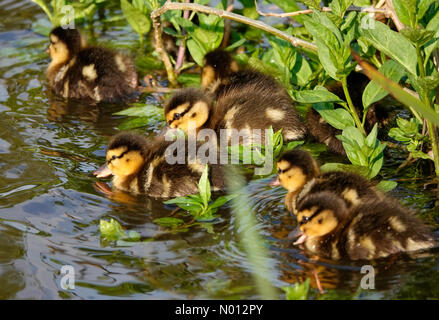UK Wetter: Sonnig in Godalming. Die Burys, Godalming. April 2020. Abendsonne über die Home Counties. Eine Stockente und ihre Entlein am Fluss Wey in Godalming. Kredit: Jamesjagger/StockimoNews/Alamy Live News Stockfoto