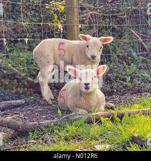 Doddiscombsleigh, Devon, Großbritannien. April 2020. Lämmer im Sonnenschein. Frühlingslämmer in Doddiscombsleigh, Devon, Großbritannien Credit: Nidpor/StockimoNews/Alamy Live News Credit: Nidpor / StockimoNews/Alamy Live News Stockfoto