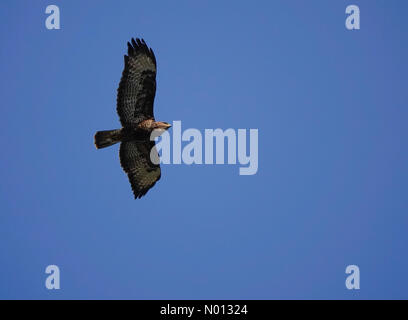 UK Wetter: Sonnig in Godalming. Sycamore Avenue, Godalming. Mai 2020. Schöner Morgensonne heute über die Home Counties. Ein gewöhnlicher Bussard im Flug über Godalming in Surrey. Kredit: Jamesjagger/StockimoNews/Alamy Live News Stockfoto